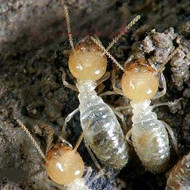 春季，請查查你家有沒有白蟻危害